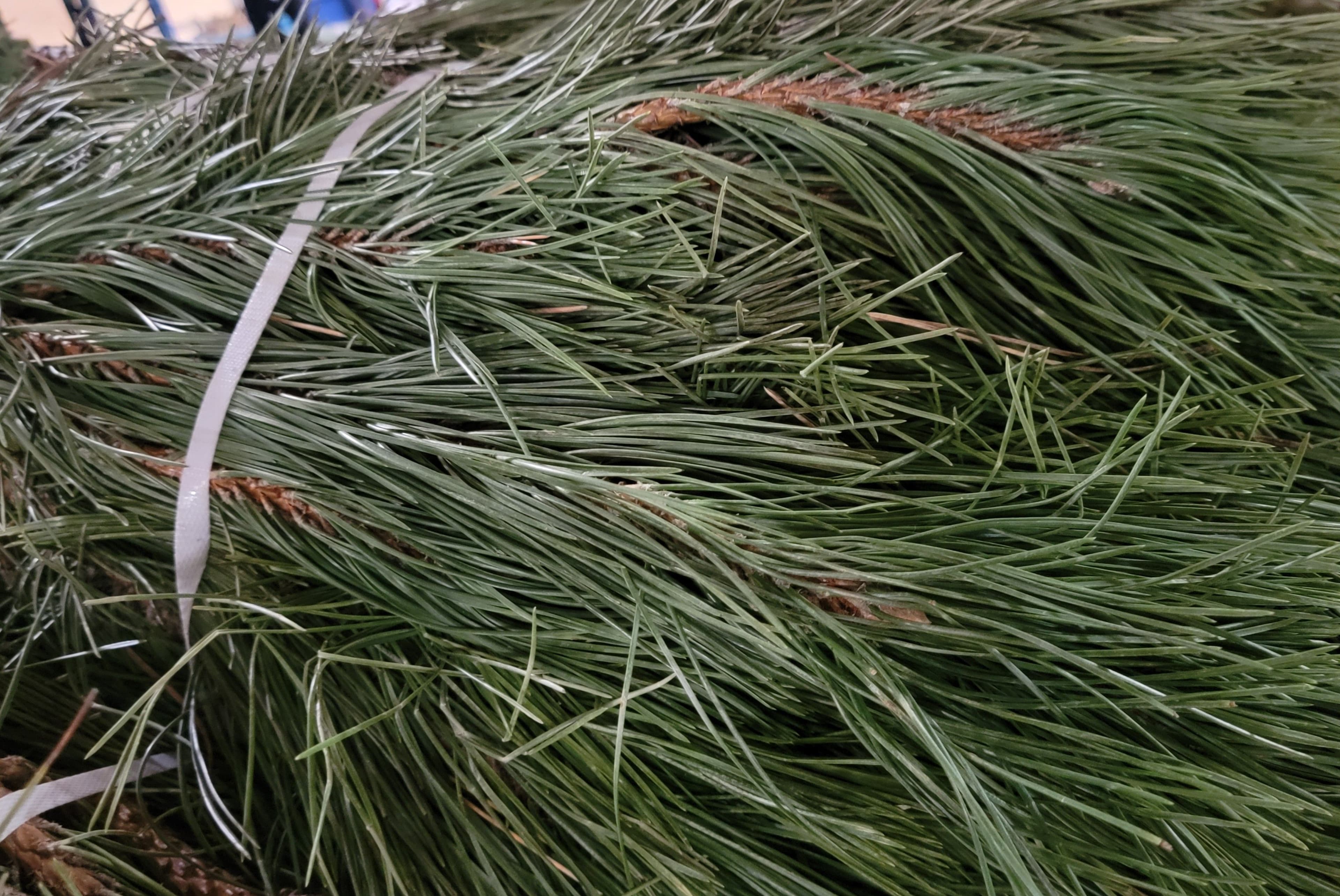 Red Pine Bale