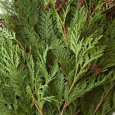 Coned Cedar 75' Garland