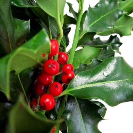 Holly Variegated Sleeved Bouquet