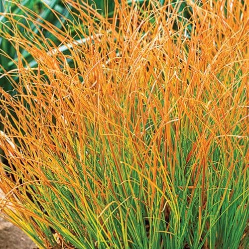 Carex Prairie Fire