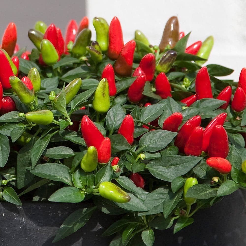 Pepper Acapulco Red
