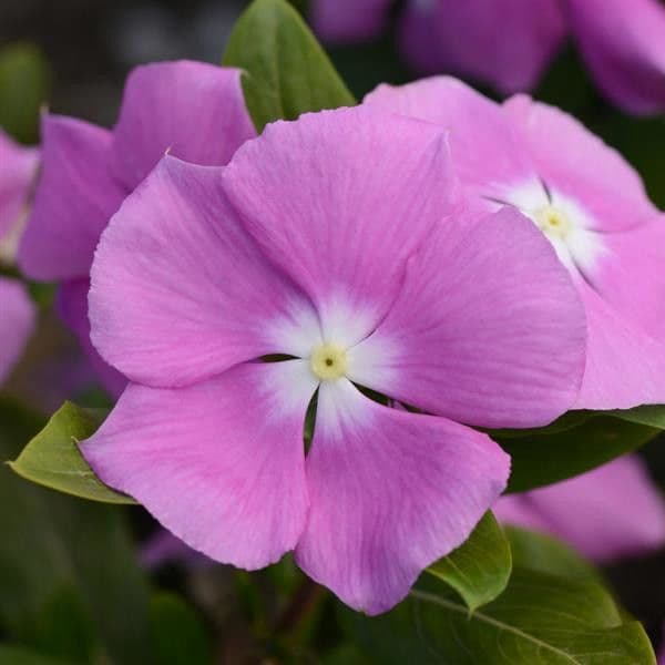 Vinca Cora XDR Orchid