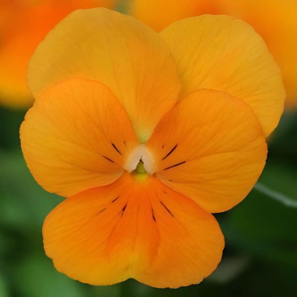 Viola Sorbet Xp Orange Deep