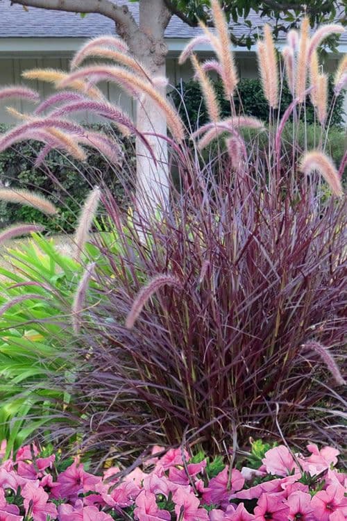 Pennisetum Purple Fountain Grass