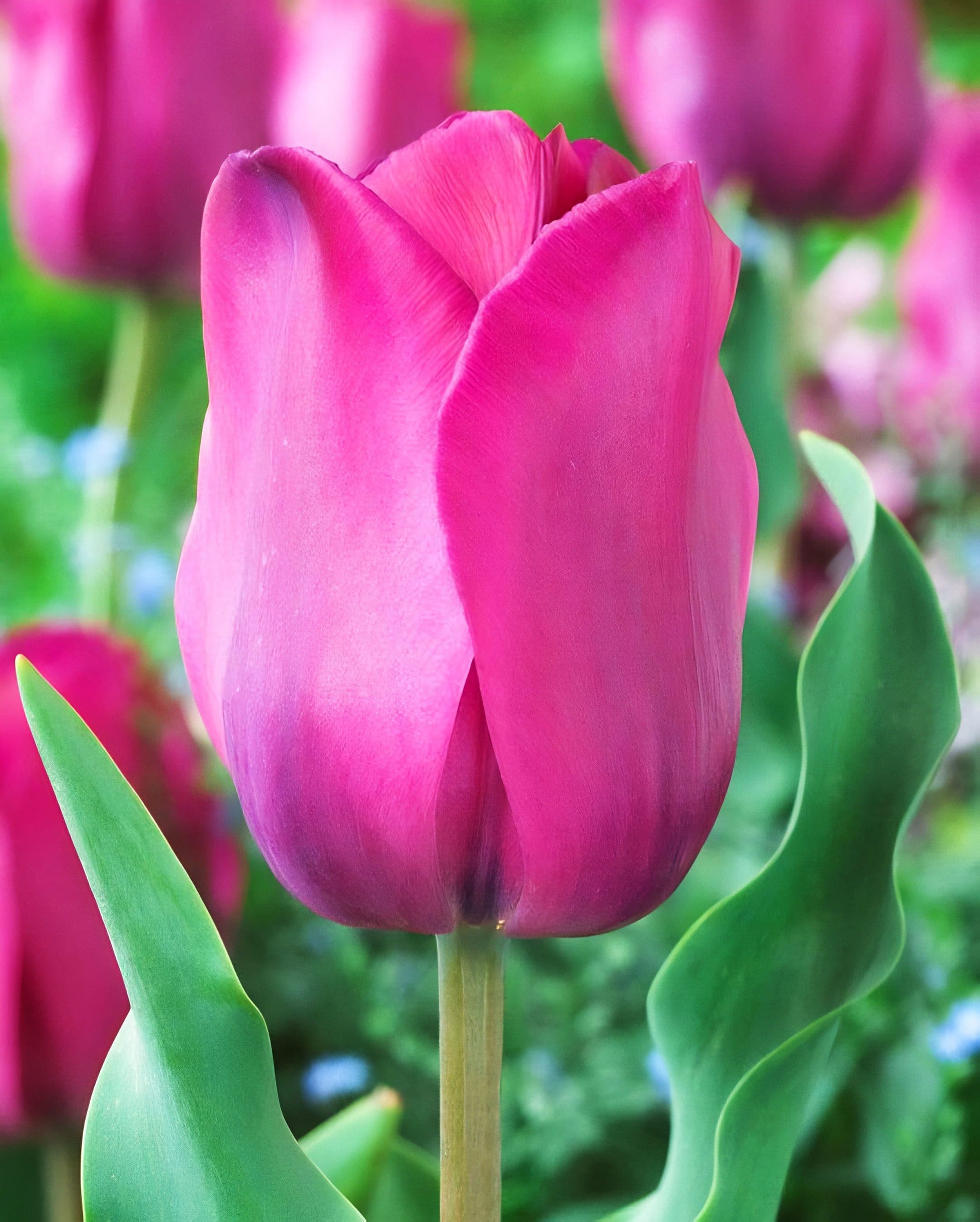 Tulip Pink 6 Bulbs/Pot