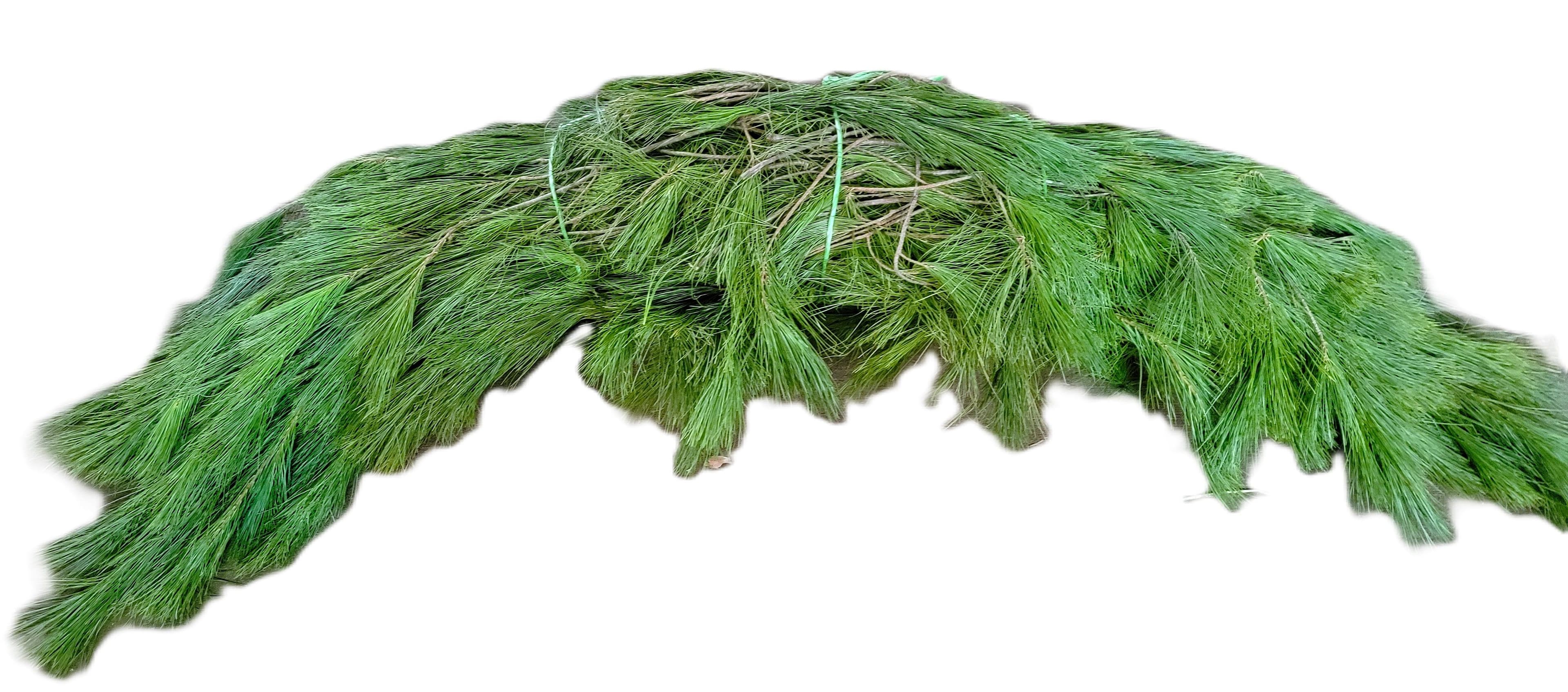 White Pine Bale