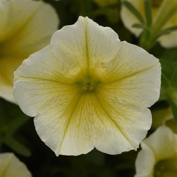 Petunia Cannonball Yellow