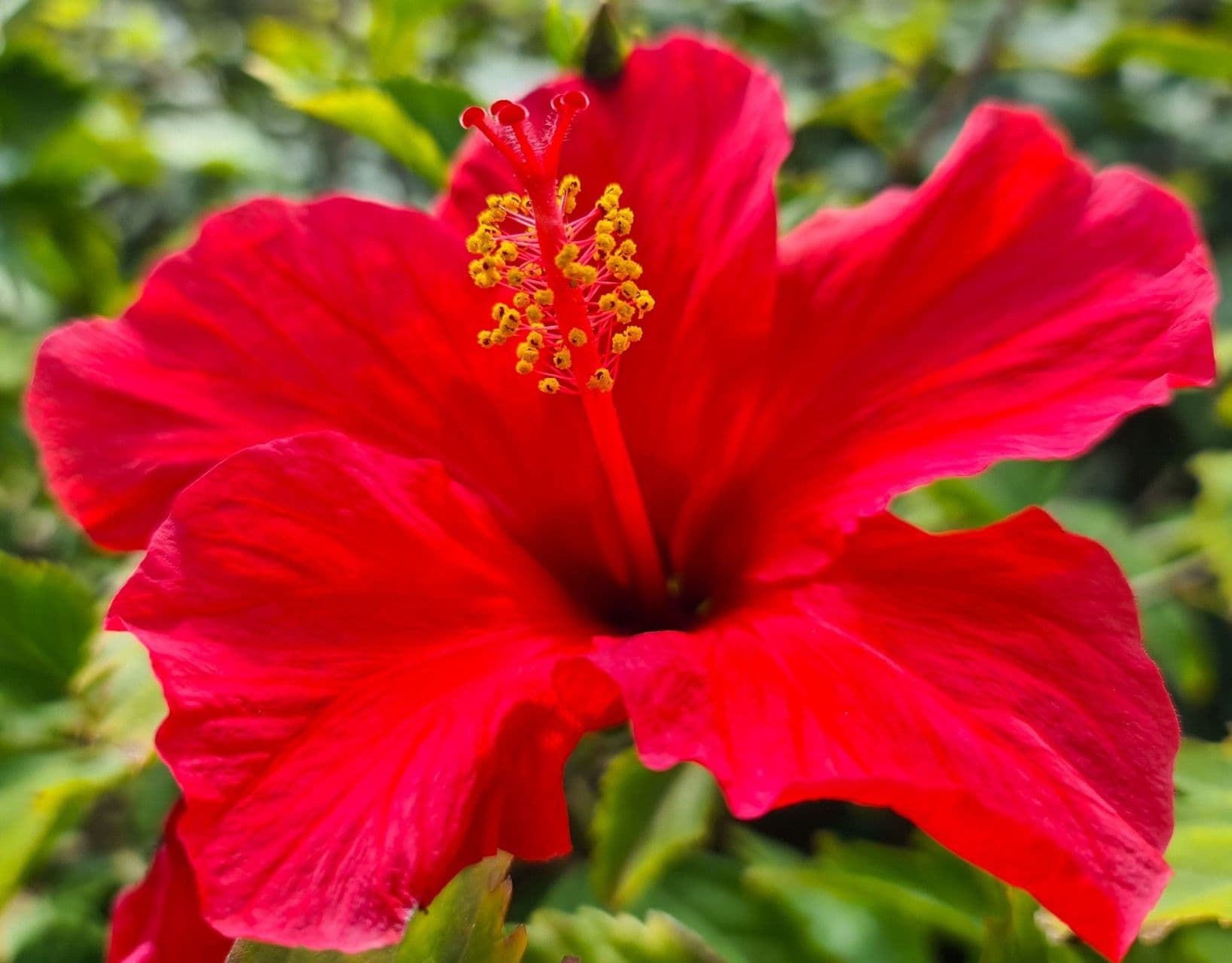 Hibiscus Red