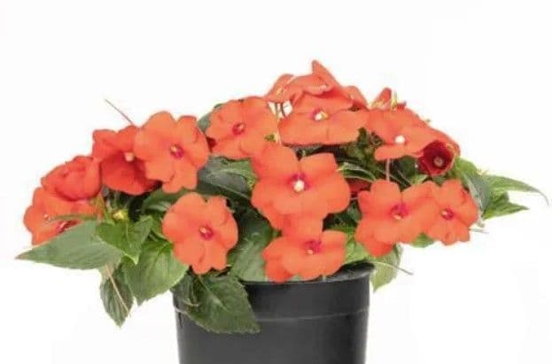 Impatiens Sun Comp Scarlet Orange