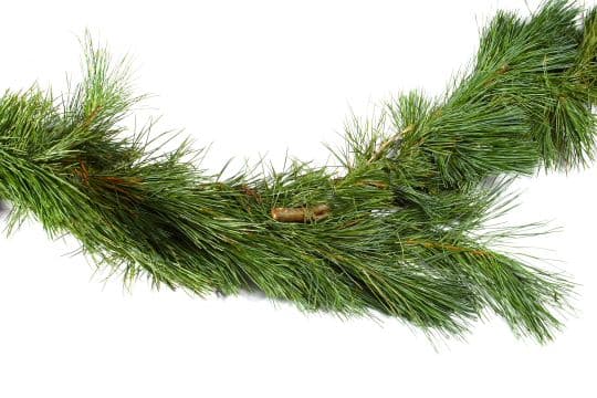 Princess Pine Bunch