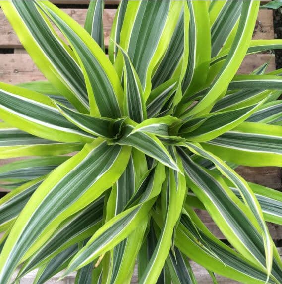Dracaena Lemon Lime