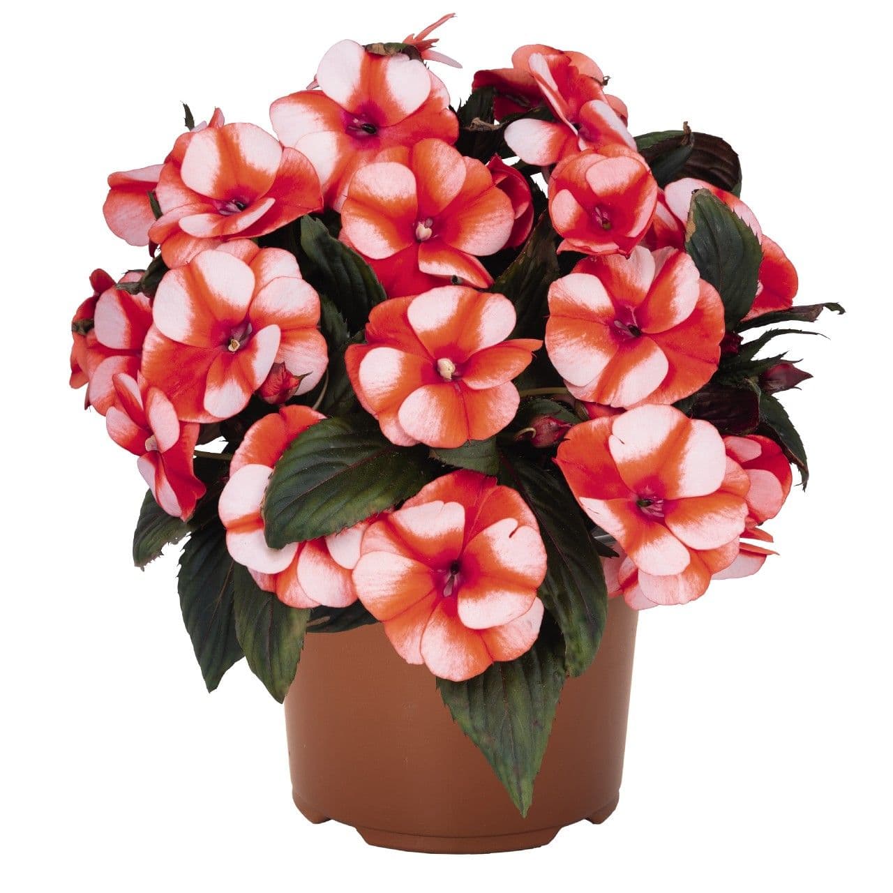 Impatiens NG Petticoat Orange Star
