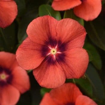 Vinca Tattoo Tangerine