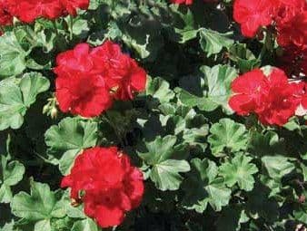 Geranium Calliope Dark Red