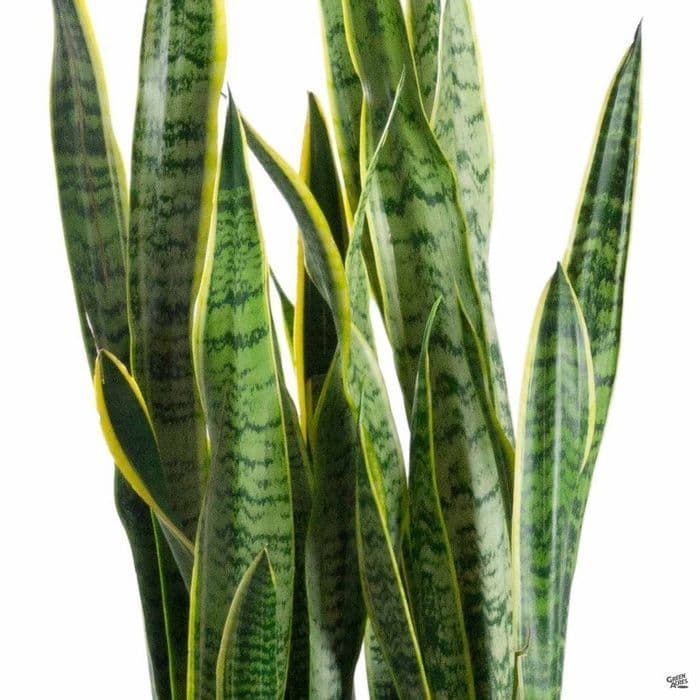 Sansevieria Laurentti