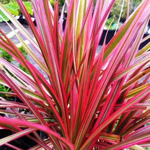 Dracaena Colorama