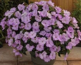 Impatiens Sun Comp Orchid Blush