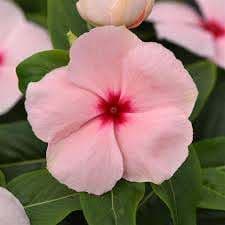 Vinca Cora XDR Apricot