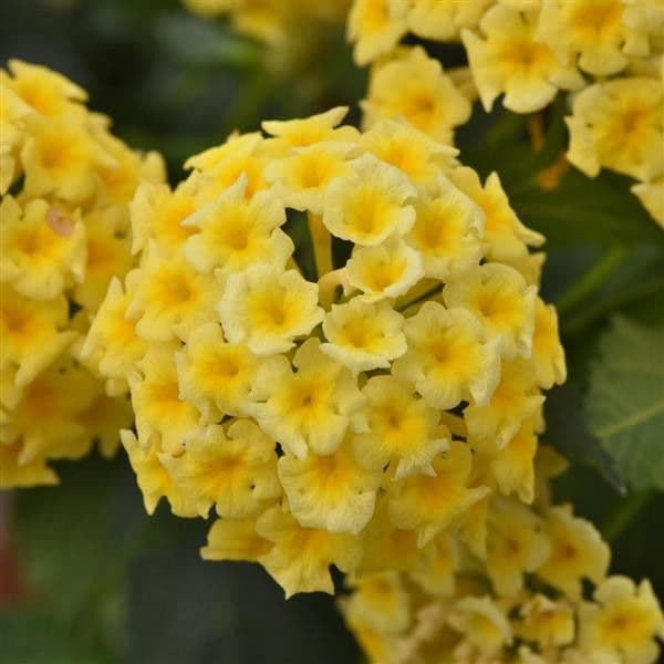 Lantana Shamrock Butterscotch Glow