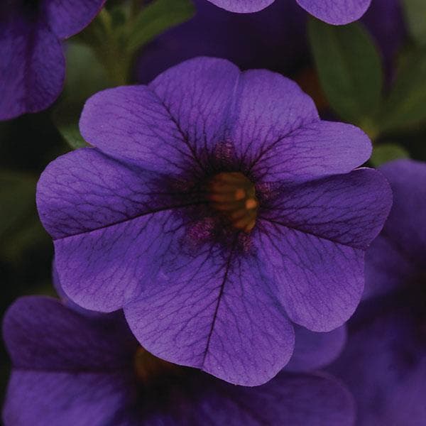 Calibrachoa Cabaret Deep Blue