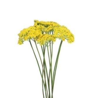 Yarrow Dried Robust Yellow