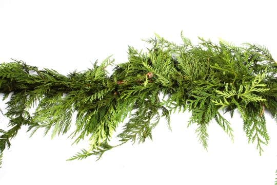 Western Cedar 75' Garland