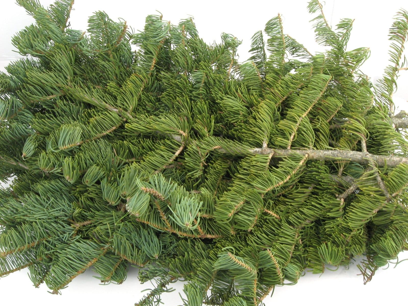 Concolor Fir Bale