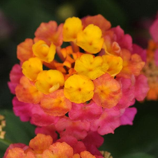 Lantana Lucky Sunrise Rose