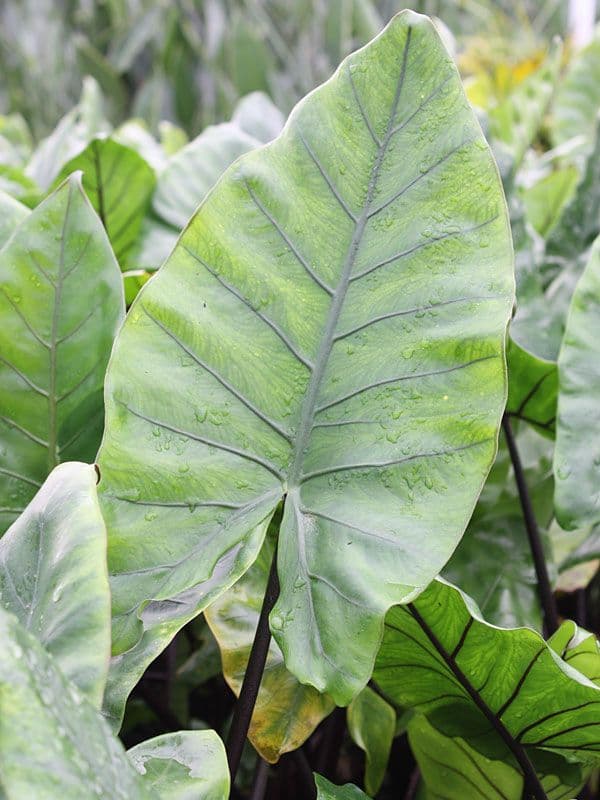 Alocasia Black Stem