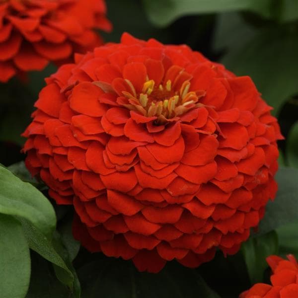 Zinnia Zesty Scarlet