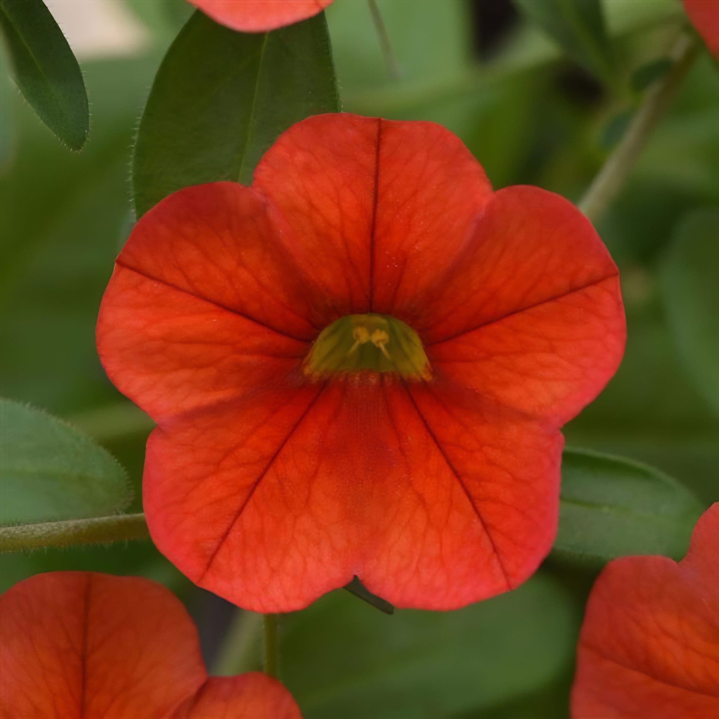 Calibrachoa MF Neo Deep Orange