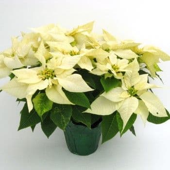 Poinsettia White