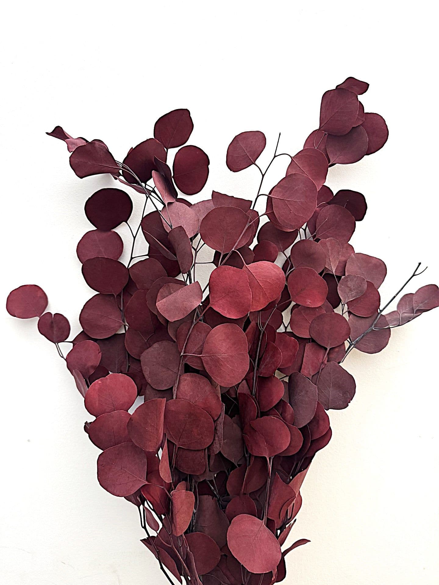 Eucalyptus Silver Dollar Preserved Merlot Bunch