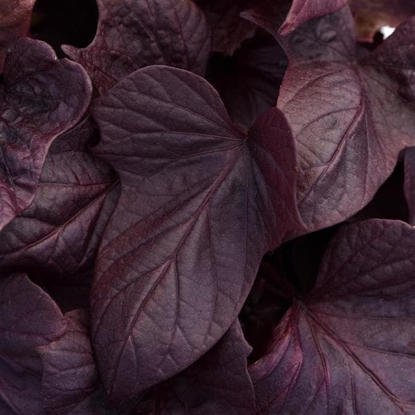 Ipomoea Spotlight Red Heart