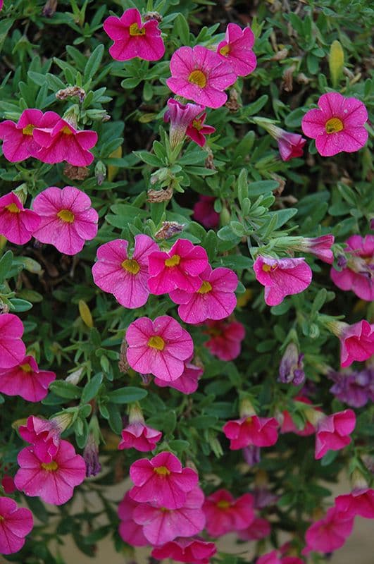 Calibrachoa Cabaret Hot Pink