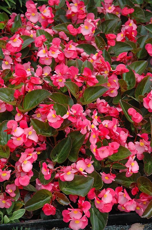 Begonia Big Rose w/ Green Leaf