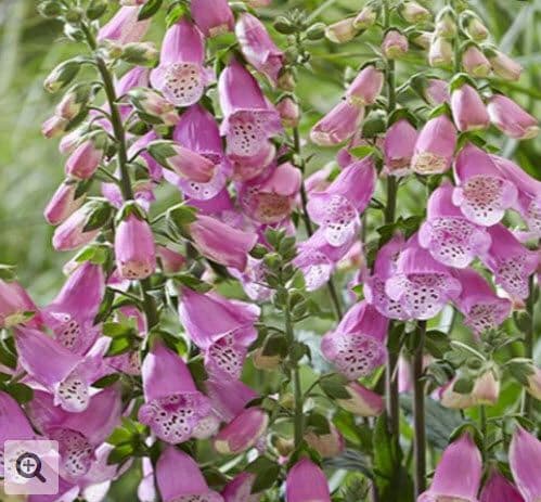 Digitalis Pink Panther
