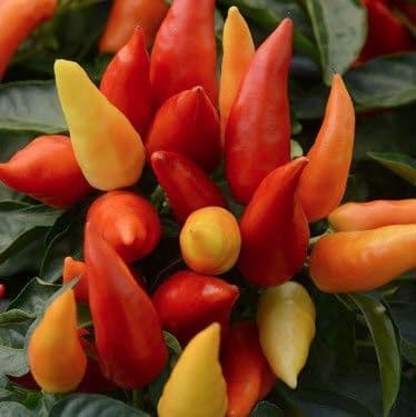 Pepper Blaze