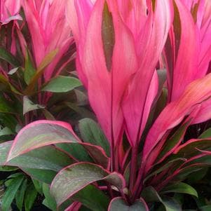 Cordyline Maria