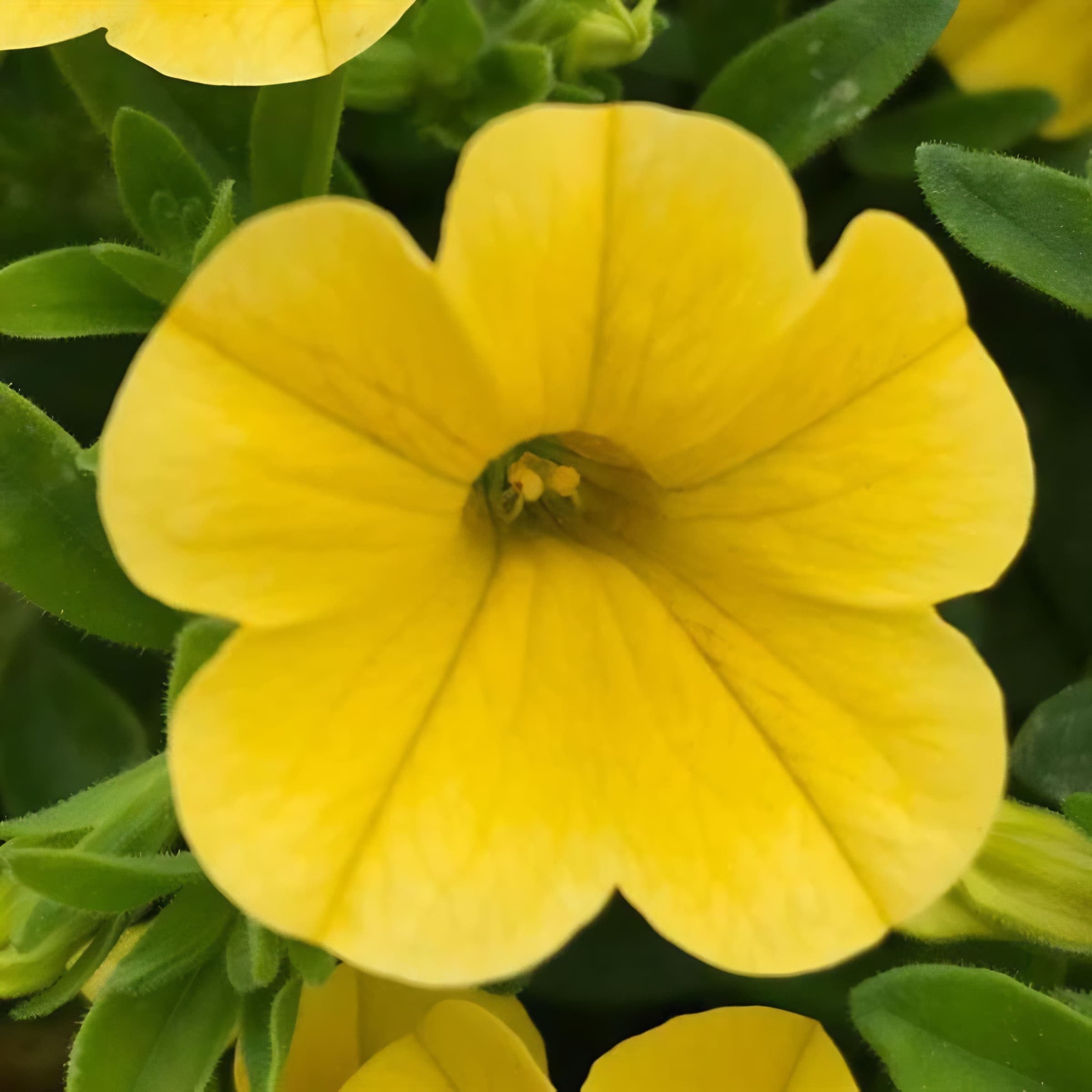 Calibrachoa MF Uno Yellow