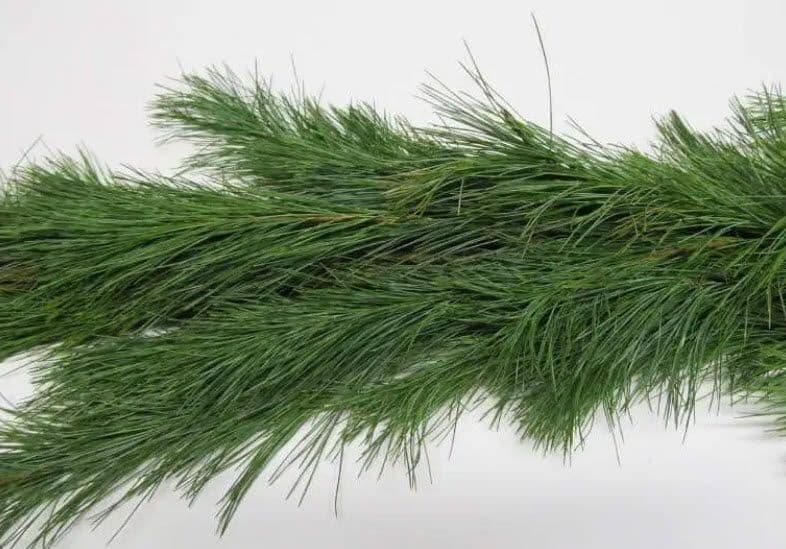 White Pine 75' Garland - Heavy