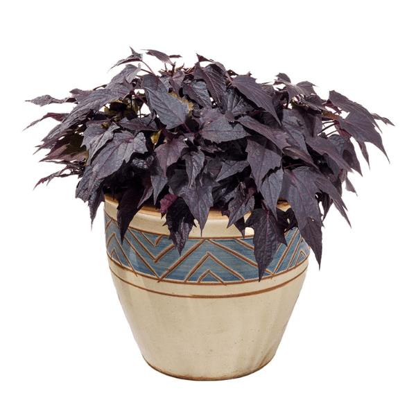 Ipomoea Sweet Georgia Pulse Black