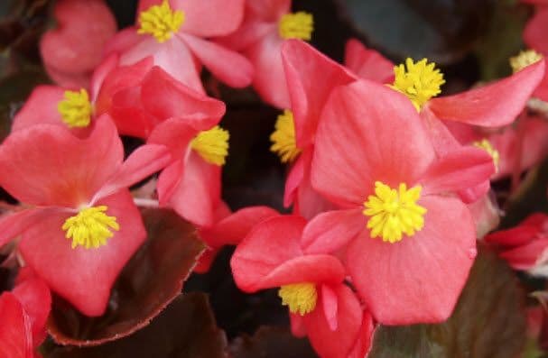 Begonia Cocktail Vodka Red