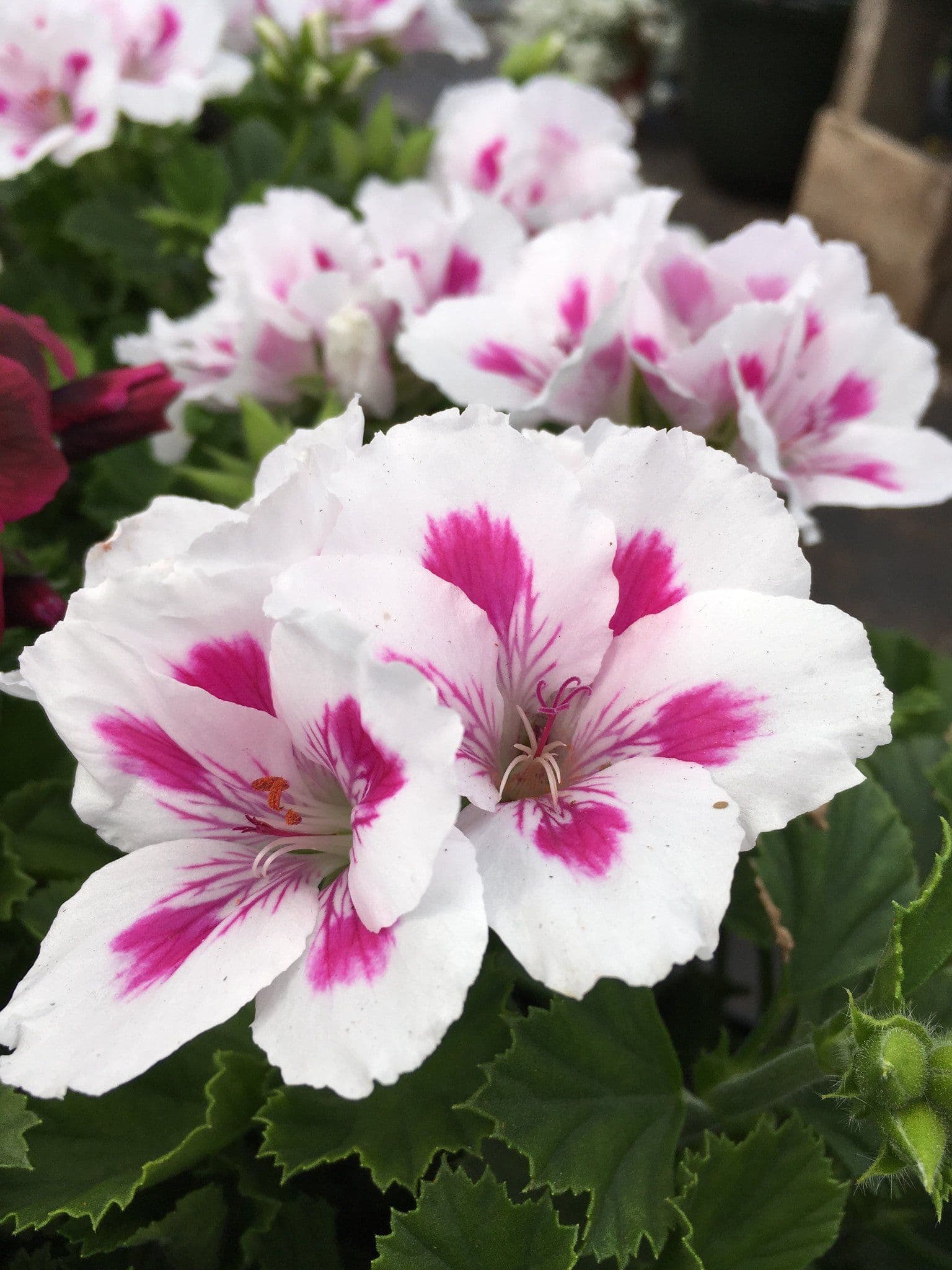 Geranium Regal Royalty White