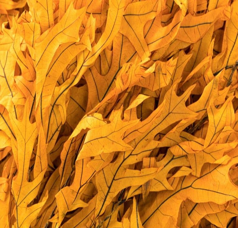 Oak Leaves Mango Preserved 24"