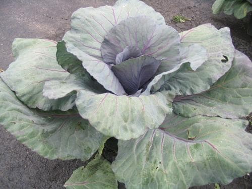 Cabbage Ruby Red Perfection