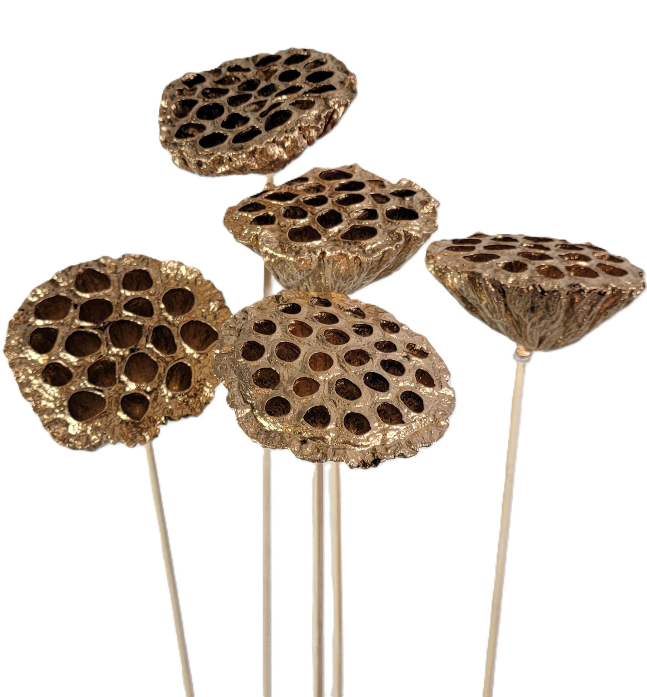 Lotus Pod Metallic Gold