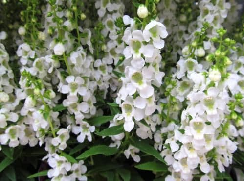 Angelonia Serenita White