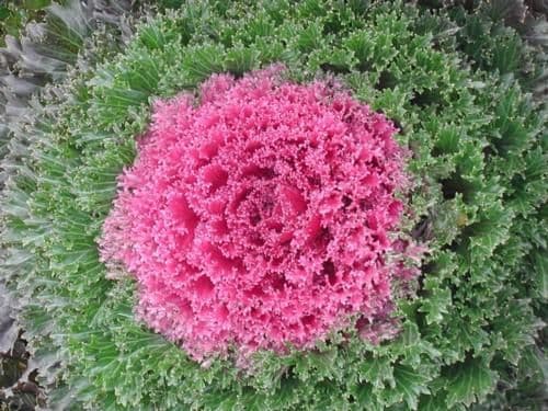 Kale Glamour Red