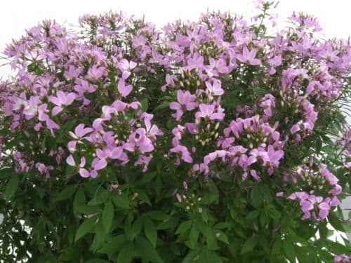 Cleome Senorita Rosalita